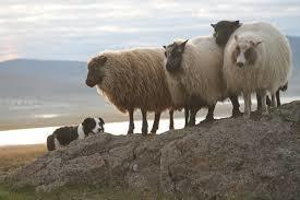 アイスランドラム🐑を味わう会