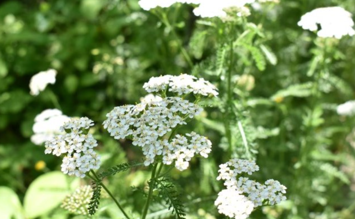 【リアル開催！】ハーブガーデン作業体験🌿