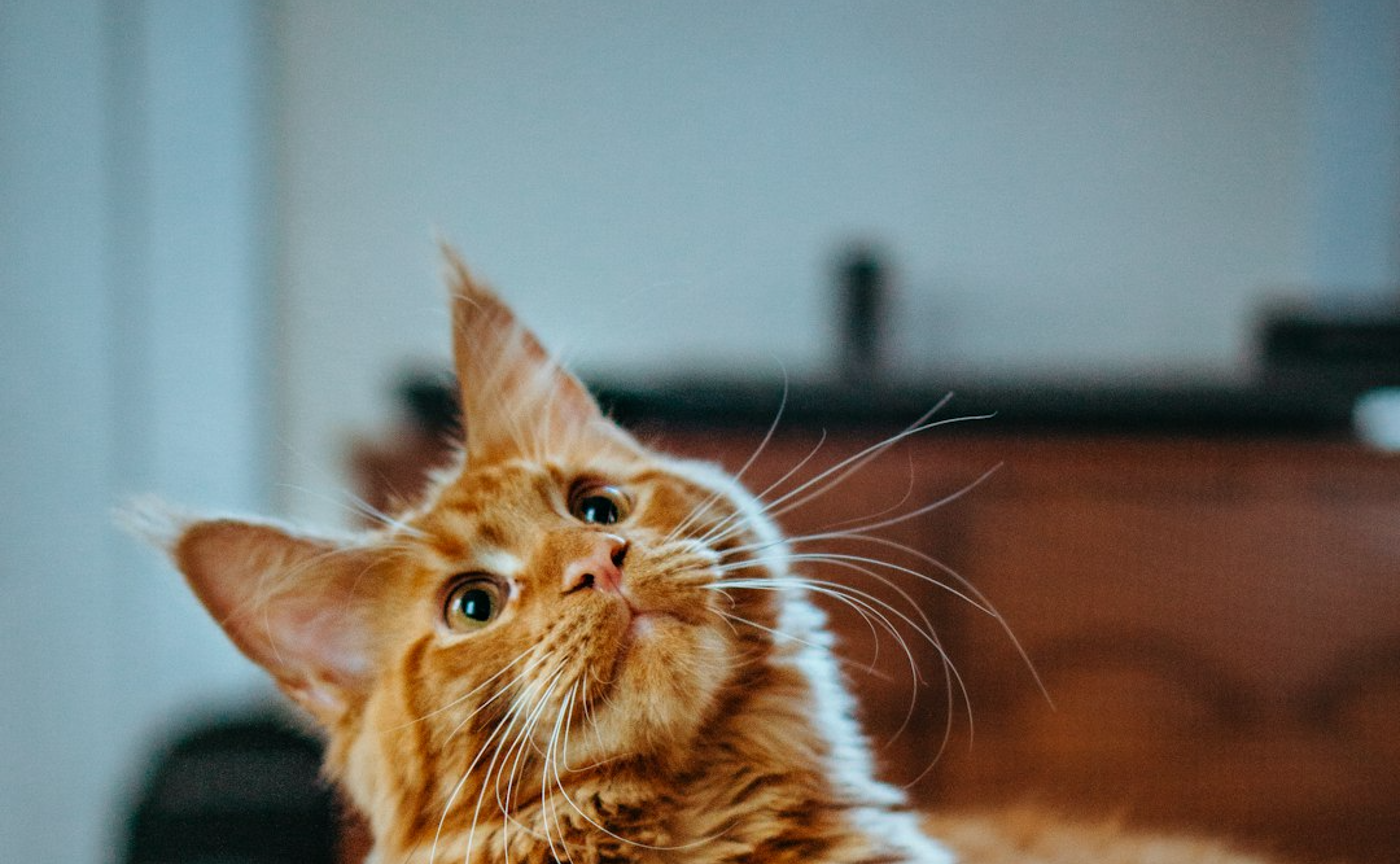 キャンセル待ちテスト