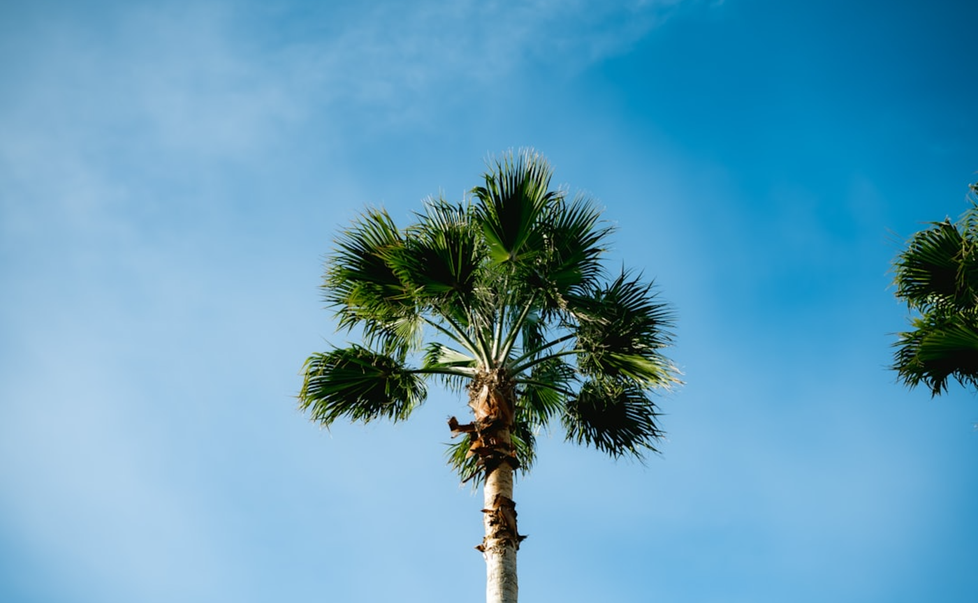 試し読み。 線最上部