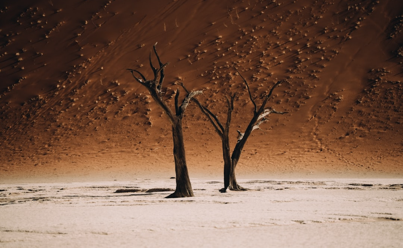 コミュニティレポート